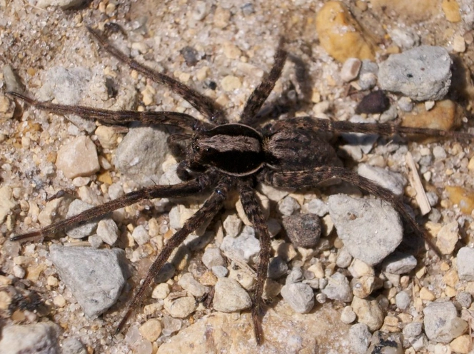 are wolf spiders in minnesota dangerous