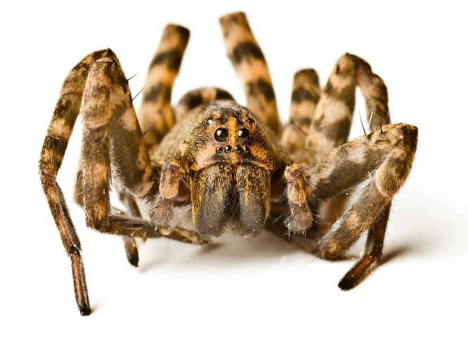 are wolf spiders in minnesota dangerous