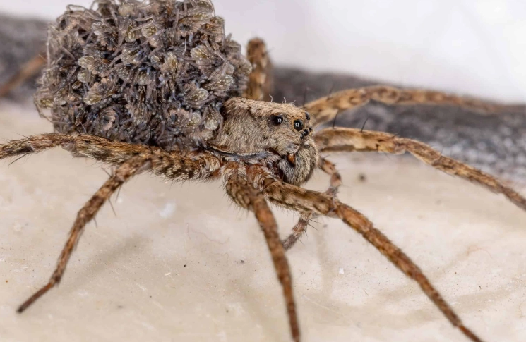 wolf spider minnesota