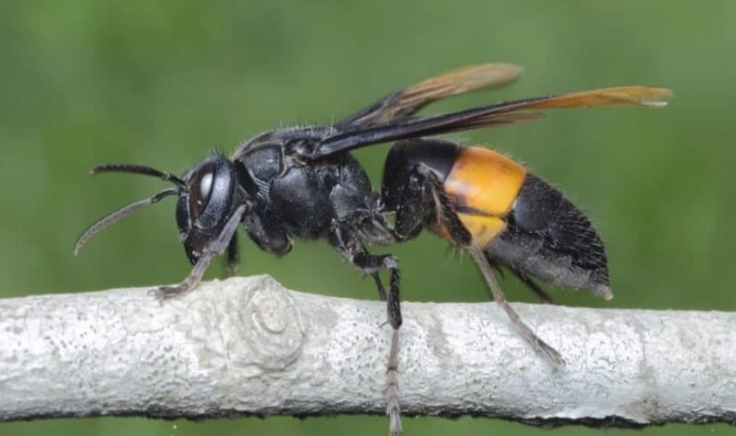 White-faced hornet nest