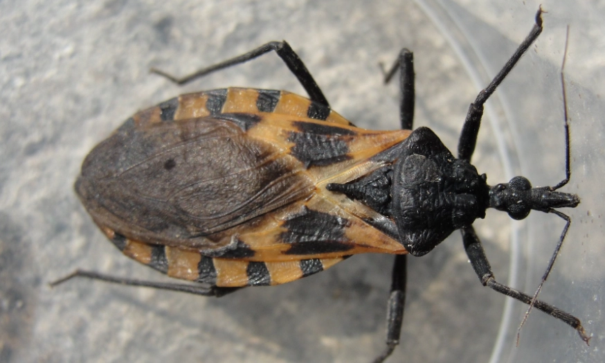 Oregon kissing bug