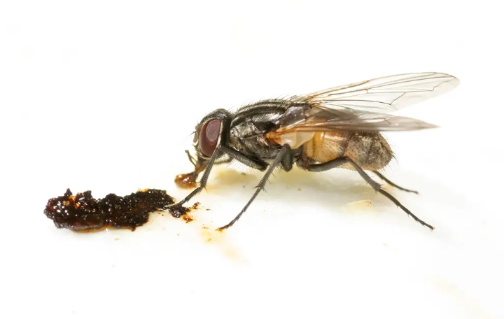 flies around trash can