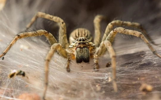 spider activity times