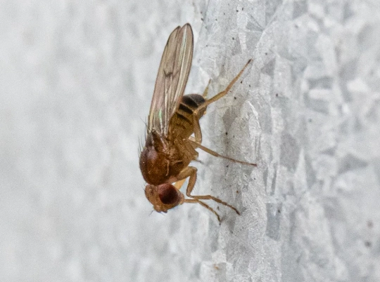 flies around trash can