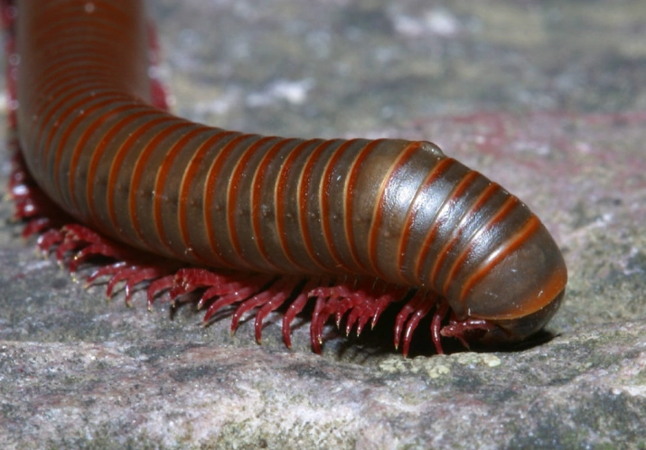 centipede in kansas
