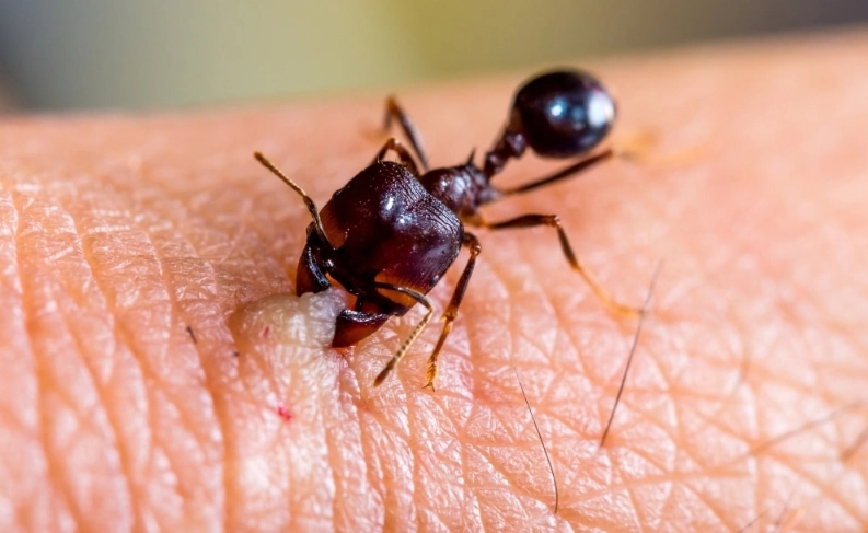 red harvester ant bite