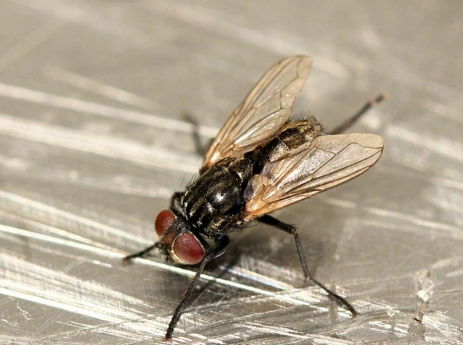 how to get rid of flies in garbage