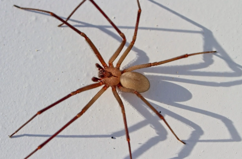 when do spiders come out