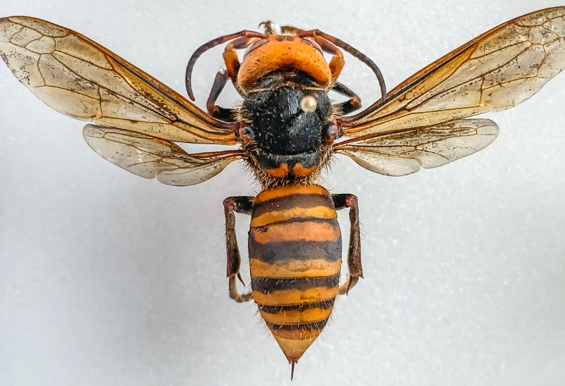 American hornet species