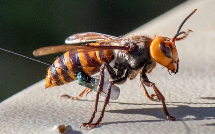 Hornet sting treatment