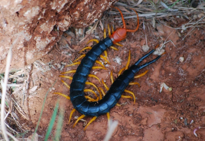 centipede in kansas