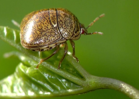 kudzu beetle damage