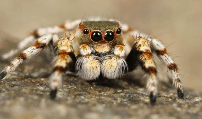 kansas spider identification