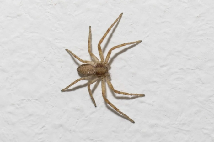 house spider identification