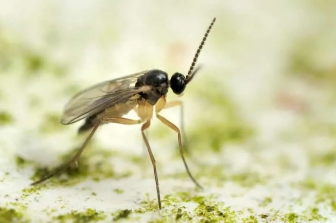 how to get rid of gnats