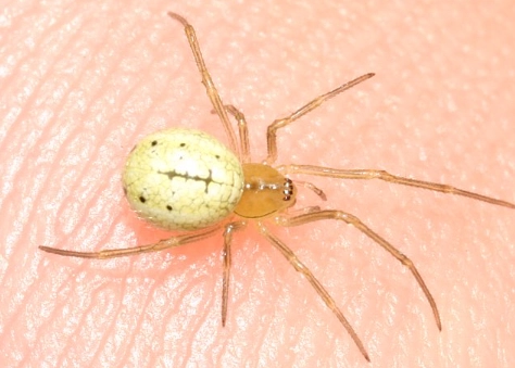 house spider identification