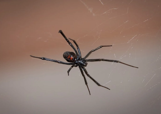 kansas spider identification