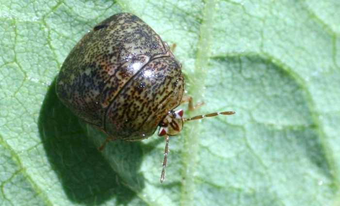 how to get rid of kudzu beetles