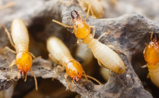termite life cycle