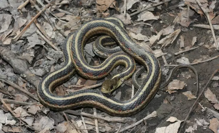 pet garter snake