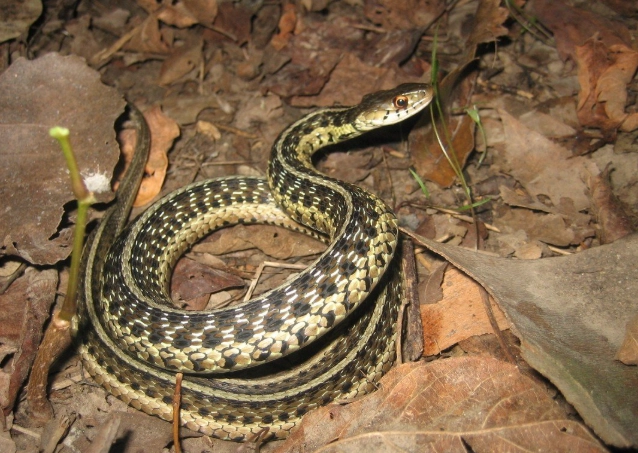garter snake species