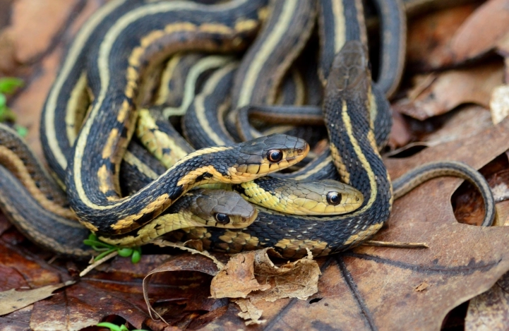 pet garter snake