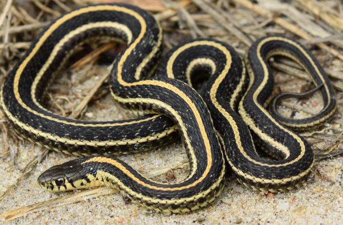 garter snake species
