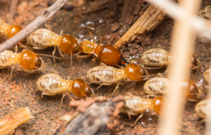how long do termites live