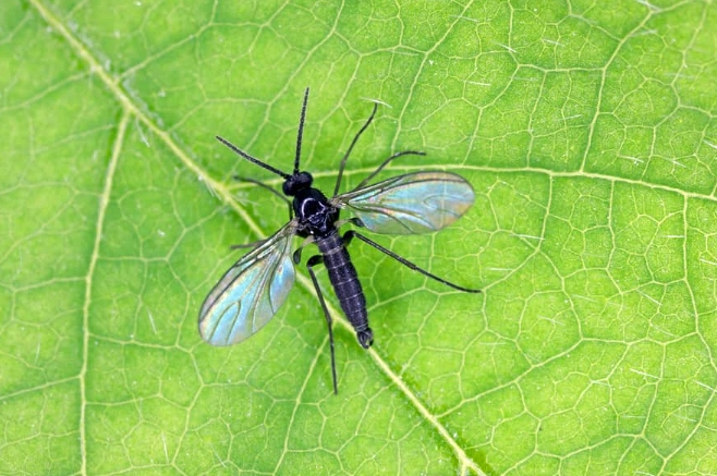 how to get rid of gnats