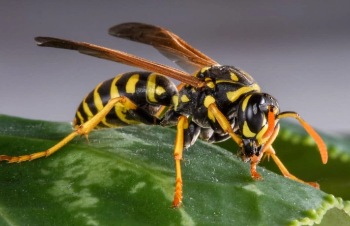 wasp control