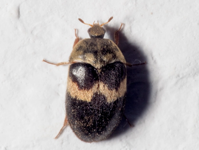 carpet beetle larvae