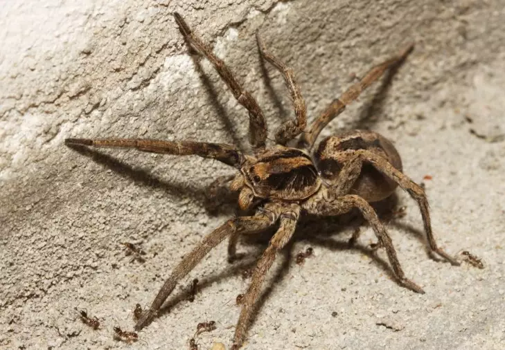 are wolf spiders dangerous