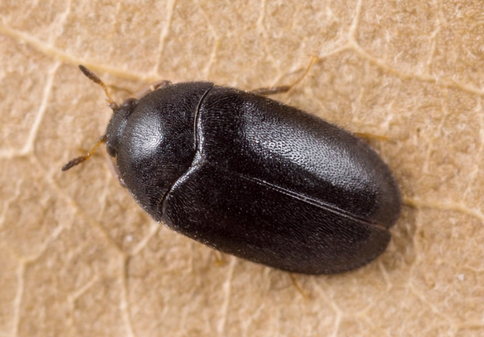 carpet beetle larvae