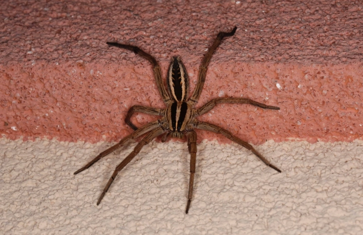 wolf spider identification