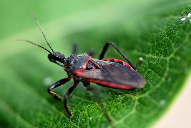 kissing bugs Kansas