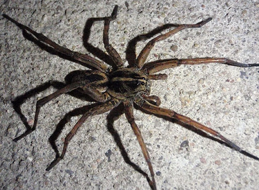 are wolf spiders in kansas poisonous
