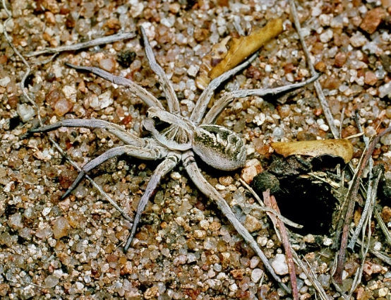 brown wolf spider identification