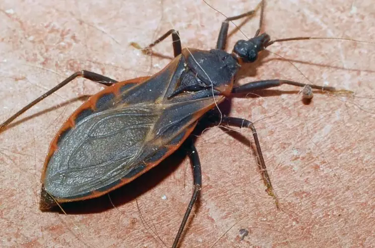 triatomine bugs Kansas