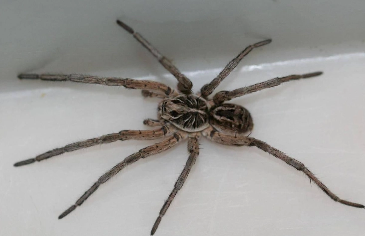 are wolf spiders dangerous