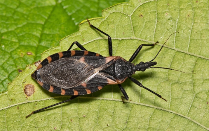 triatomine bugs Kansas