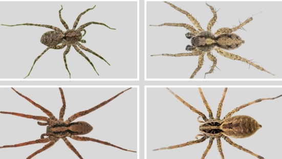 brown recluse wolf spider comparison