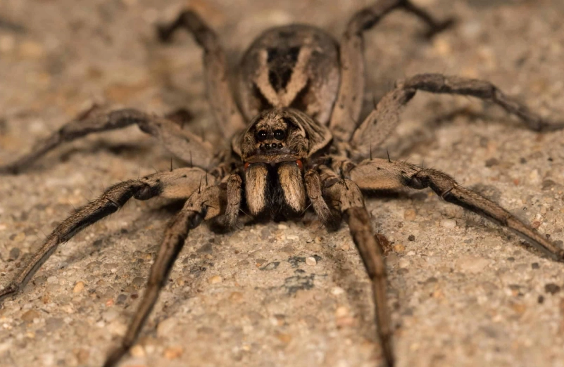 are brown wolf spiders poisonous