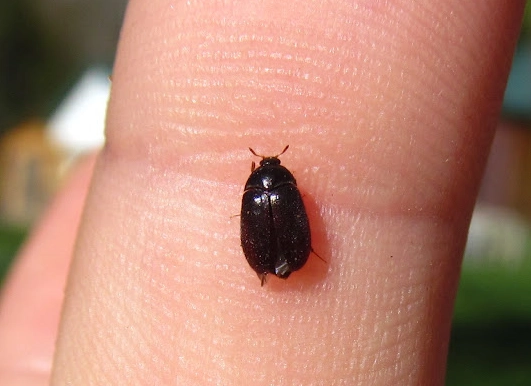 how to get rid of carpet beetles