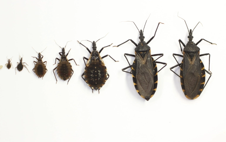 Chagas disease Kansas