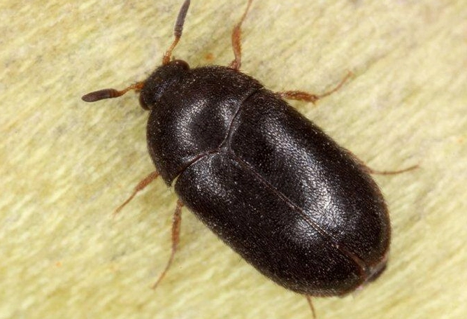 black carpet beetle