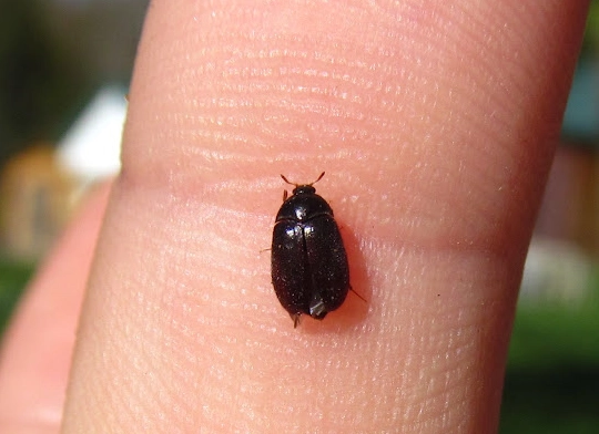carpet beetle larvae