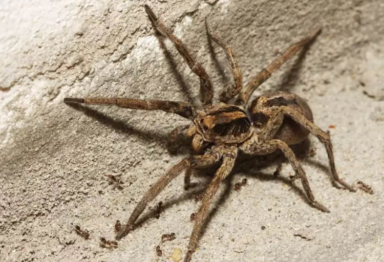 are brown wolf spiders poisonous