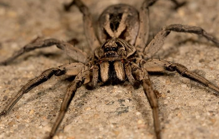 wolf spider vs brown recluse