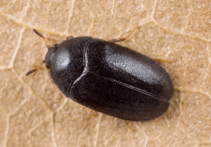 how to get rid of carpet beetles