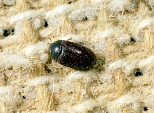 how to get rid of carpet beetles